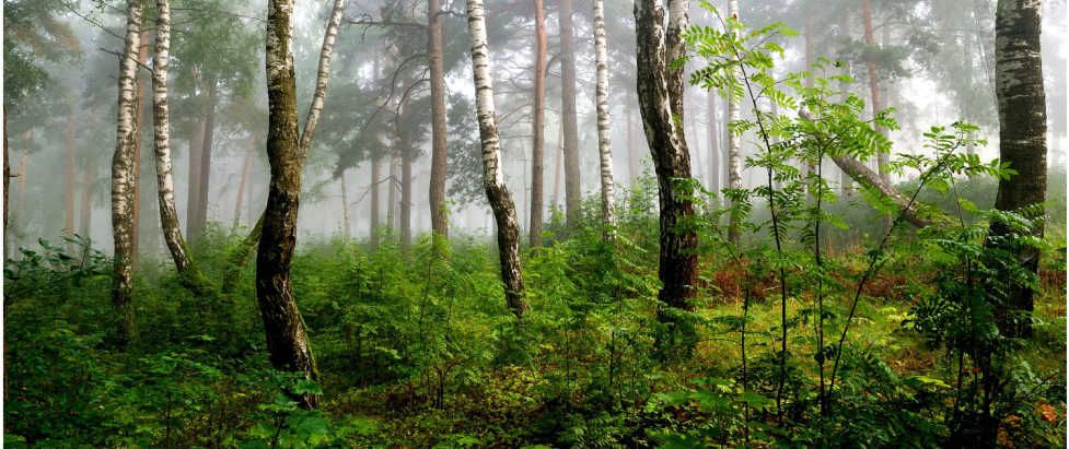 about tołpa
